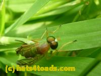 /home//u458753944/public_html/sourcegallery//Insects and small critters/flies (Diptera)/P1050114.JPG